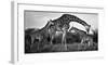 Giraffe Family-Xavier Ortega-Framed Giclee Print