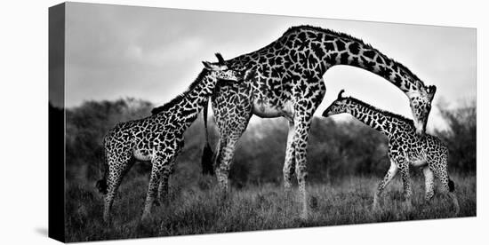 Giraffe Family-Xavier Ortega-Stretched Canvas