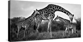 Giraffe Family-Xavier Ortega-Stretched Canvas