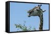 Giraffe Feeding, Chobe National Park, Botswana-Paul Souders-Framed Stretched Canvas