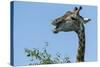 Giraffe Feeding, Chobe National Park, Botswana-Paul Souders-Stretched Canvas