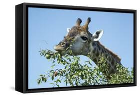 Giraffe Feeding, Chobe National Park, Botswana-Paul Souders-Framed Stretched Canvas