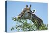 Giraffe Feeding, Chobe National Park, Botswana-Paul Souders-Stretched Canvas