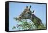 Giraffe Feeding, Chobe National Park, Botswana-Paul Souders-Framed Stretched Canvas