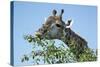 Giraffe Feeding, Chobe National Park, Botswana-Paul Souders-Stretched Canvas