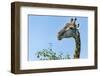 Giraffe Feeding, Chobe National Park, Botswana-Paul Souders-Framed Photographic Print