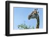 Giraffe Feeding, Chobe National Park, Botswana-Paul Souders-Framed Photographic Print