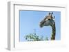 Giraffe Feeding, Chobe National Park, Botswana-Paul Souders-Framed Photographic Print