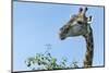 Giraffe Feeding, Chobe National Park, Botswana-Paul Souders-Mounted Photographic Print