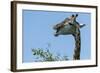 Giraffe Feeding, Chobe National Park, Botswana-Paul Souders-Framed Photographic Print