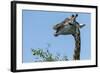 Giraffe Feeding, Chobe National Park, Botswana-Paul Souders-Framed Photographic Print