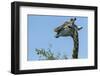 Giraffe Feeding, Chobe National Park, Botswana-Paul Souders-Framed Photographic Print