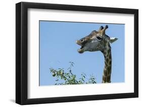 Giraffe Feeding, Chobe National Park, Botswana-Paul Souders-Framed Photographic Print