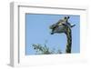 Giraffe Feeding, Chobe National Park, Botswana-Paul Souders-Framed Photographic Print