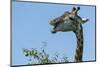 Giraffe Feeding, Chobe National Park, Botswana-Paul Souders-Mounted Photographic Print