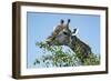 Giraffe Feeding, Chobe National Park, Botswana-Paul Souders-Framed Photographic Print