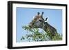 Giraffe Feeding, Chobe National Park, Botswana-Paul Souders-Framed Photographic Print