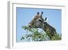 Giraffe Feeding, Chobe National Park, Botswana-Paul Souders-Framed Photographic Print