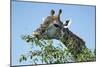 Giraffe Feeding, Chobe National Park, Botswana-Paul Souders-Mounted Photographic Print
