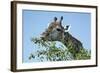 Giraffe Feeding, Chobe National Park, Botswana-Paul Souders-Framed Photographic Print