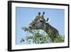 Giraffe Feeding, Chobe National Park, Botswana-Paul Souders-Framed Photographic Print