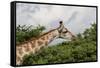 Giraffe Feeding on A Tree-Circumnavigation-Framed Stretched Canvas