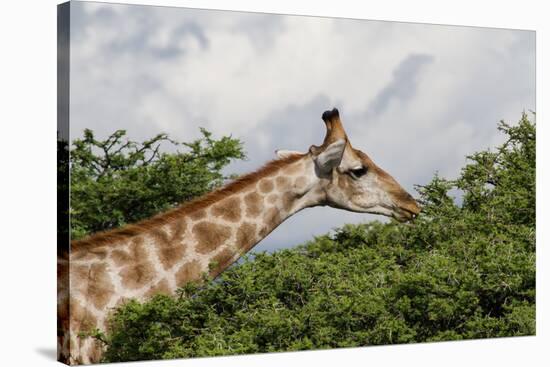 Giraffe Feeding on A Tree-Circumnavigation-Stretched Canvas