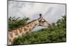 Giraffe Feeding on A Tree-Circumnavigation-Mounted Photographic Print