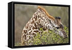 Giraffe Feeding on Bush in Masai Mara National Reserve-Paul Souders-Framed Stretched Canvas