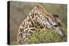 Giraffe Feeding on Bush in Masai Mara National Reserve-Paul Souders-Stretched Canvas