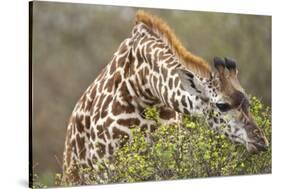 Giraffe Feeding on Bush in Masai Mara National Reserve-Paul Souders-Stretched Canvas