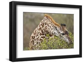 Giraffe Feeding on Bush in Masai Mara National Reserve-Paul Souders-Framed Premium Photographic Print