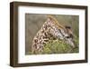 Giraffe Feeding on Bush in Masai Mara National Reserve-Paul Souders-Framed Photographic Print