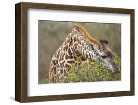 Giraffe Feeding on Bush in Masai Mara National Reserve-Paul Souders-Framed Photographic Print