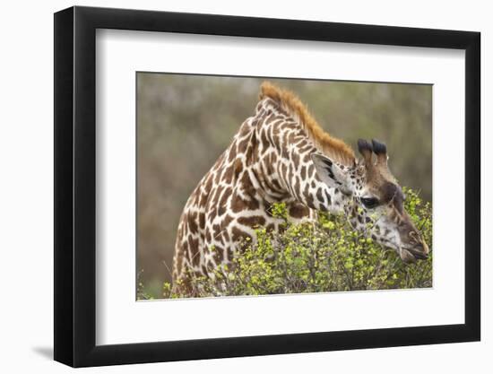 Giraffe Feeding on Bush in Masai Mara National Reserve-Paul Souders-Framed Photographic Print