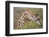 Giraffe Feeding on Bush in Masai Mara National Reserve-Paul Souders-Framed Photographic Print