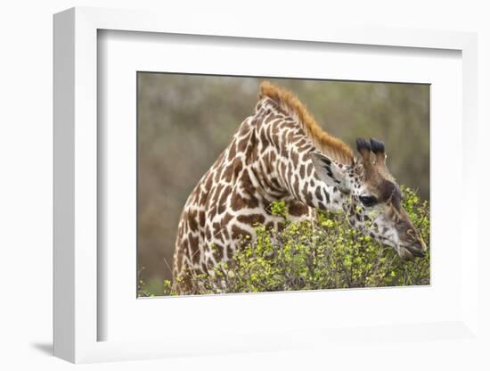 Giraffe Feeding on Bush in Masai Mara National Reserve-Paul Souders-Framed Photographic Print