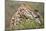 Giraffe Feeding on Bush in Masai Mara National Reserve-Paul Souders-Mounted Photographic Print