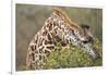 Giraffe Feeding on Bush in Masai Mara National Reserve-Paul Souders-Framed Photographic Print