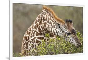 Giraffe Feeding on Bush in Masai Mara National Reserve-Paul Souders-Framed Photographic Print