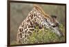 Giraffe Feeding on Bush in Masai Mara National Reserve-Paul Souders-Framed Photographic Print