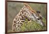 Giraffe Feeding on Bush in Masai Mara National Reserve-Paul Souders-Framed Photographic Print