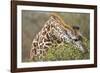 Giraffe Feeding on Bush in Masai Mara National Reserve-Paul Souders-Framed Photographic Print