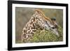 Giraffe Feeding on Bush in Masai Mara National Reserve-Paul Souders-Framed Photographic Print