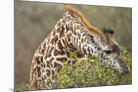 Giraffe Feeding on Bush in Masai Mara National Reserve-Paul Souders-Mounted Photographic Print