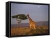 Giraffe Feeding on Savanna, Masai Mara Game Reserve, Kenya-Paul Souders-Framed Stretched Canvas