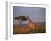 Giraffe Feeding on Savanna, Masai Mara Game Reserve, Kenya-Paul Souders-Framed Photographic Print