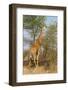 Giraffe Feeding-ZambeziShark-Framed Photographic Print