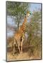 Giraffe Feeding-ZambeziShark-Mounted Photographic Print