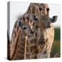 Giraffe female bending down to calf, Okavango, Botswana-Sergey Gorshkov-Stretched Canvas